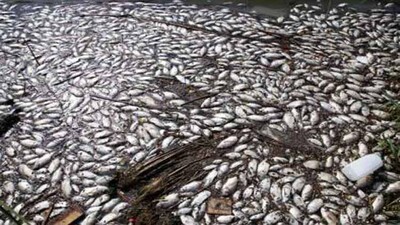 Dead-Fishes