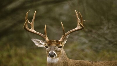 Deer antlers