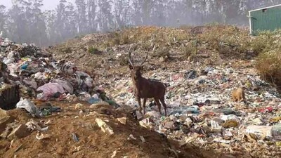Deer4
