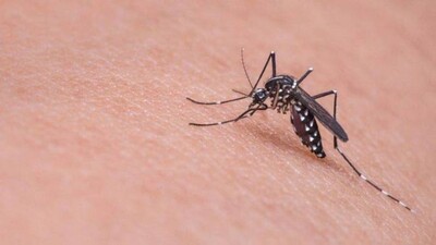 Dengue