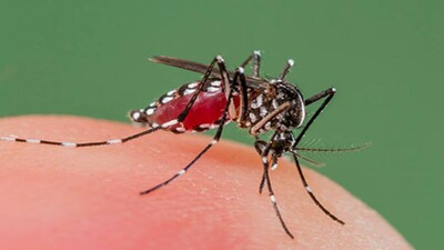 Dengue