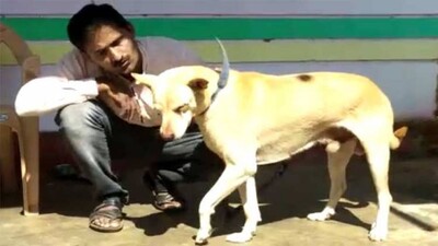 Dog-saves-master