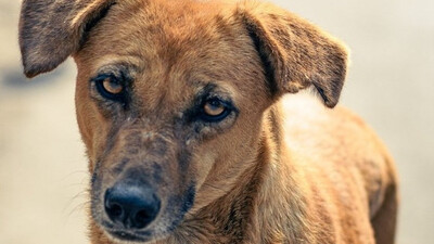 Dog 