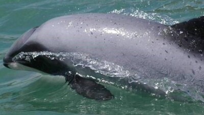 Dolphin