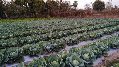 Drip-Irrigation-Odisha