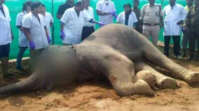 ELEPHANT-DEATH