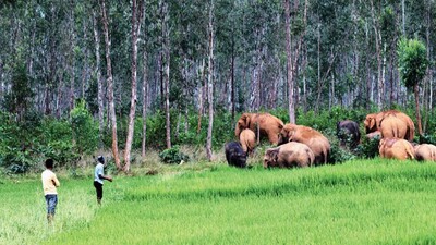 Eephant-Animal-Conflict