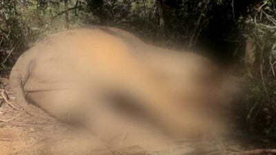 Elephant Dead In Dhenkanal