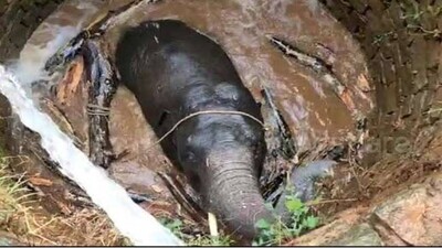 Elephant-Rescue-3