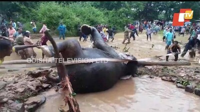 Elephant-Rescue-Sundargarh