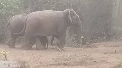 Elephant-Rescue