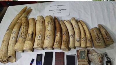 Elephant-Tusks-Seized