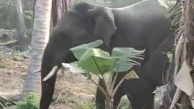 Elephant-attack