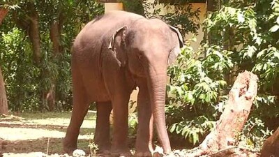 Elephant-herpes-Nandankanan1