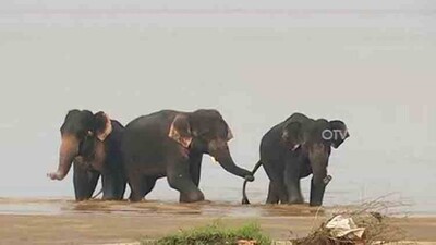 Elephant-rescue