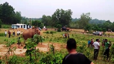Elephant-transfer
