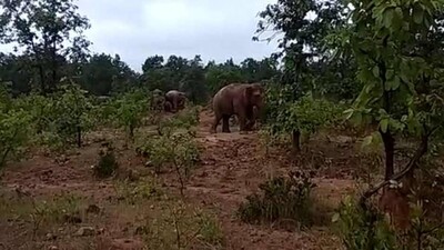 Elephant1