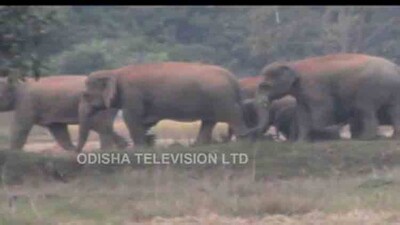 Elephant3