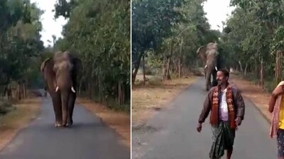 Selfie With Elephants