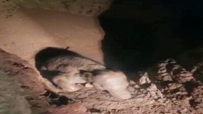 Elephant Rescued