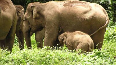 Elephant