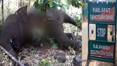 Elephant's Death