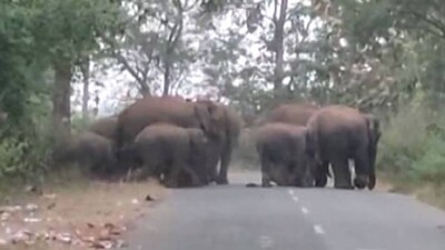 Elephants