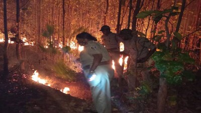FOREST-FIRE