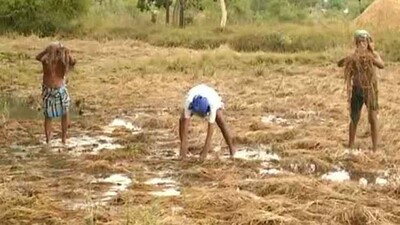 Farmer-in-distress-rain