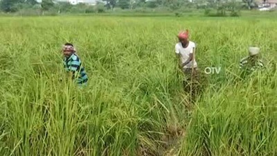 Farming