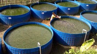 Fish-farming