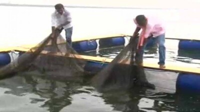 Fish-farming