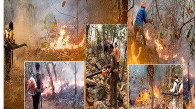 Forest-Fire