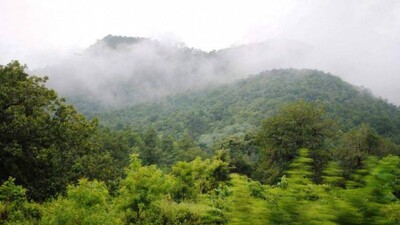 Forest