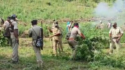 Ganja cultivation