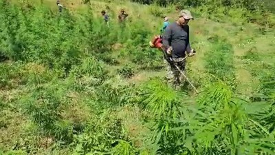 Ganja Cultivation