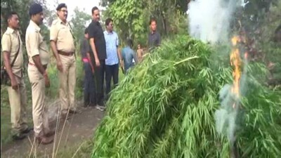 Ganja-destroy