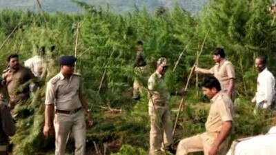 Ganja1