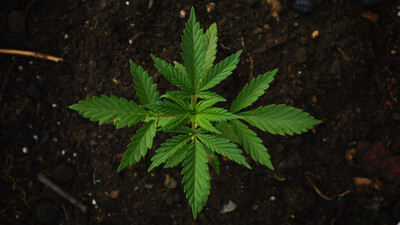 Ganja