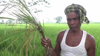 Ganjam farmers worried due to pest attack