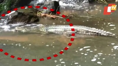 Gharial-Odisha