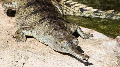Gharial2