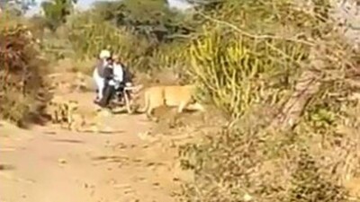 Gir-Lions