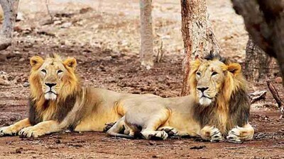 Gir-lions