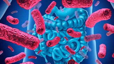 Gut-bacteria