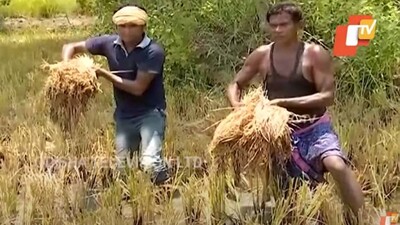 Crop Damage