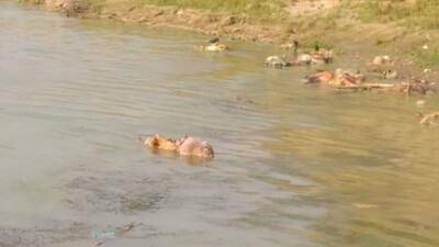 Bodies Of ‘COVID19 Patients’ Fished Out From Rivers: Experts Say Transmission Of Virus Through Water