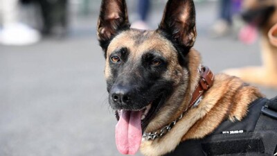 sniffer dog