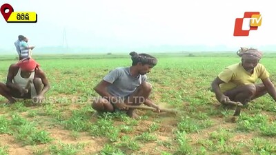 PM Kisan Farmers In Odisha