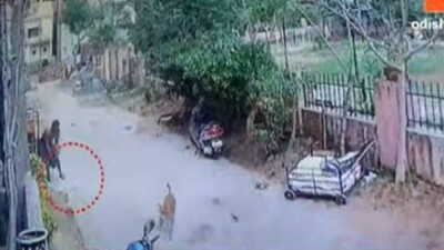 Kittens Thrown In Front Of Dogs
